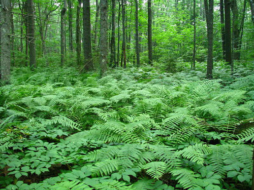 Forest Facts: More Trees Than Ever Thanks to Responsible Wood Harvesting