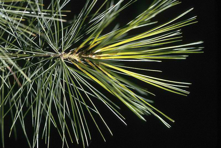 Eastern White Pine’s Uses as a Healing Natural Medicine