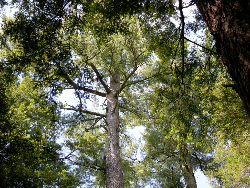 The Majestic Old Growth Eastern White Pines of Pennsylvania