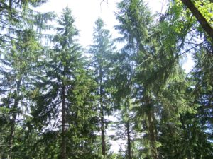 Norway Spruce Forest - Maine