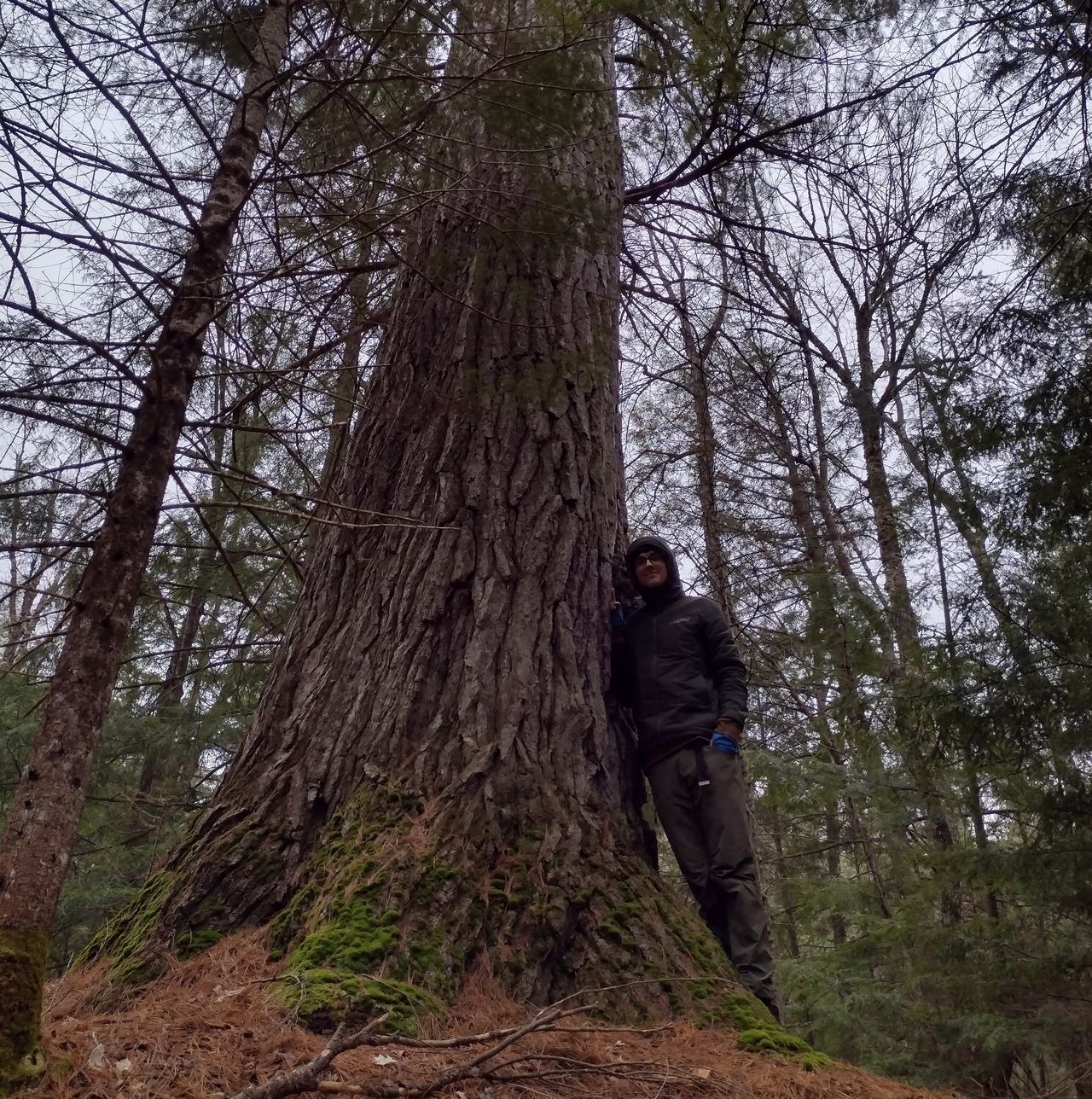 Michigan Names an Eastern White Pine on the Upper Peninsula its Tallest Tree