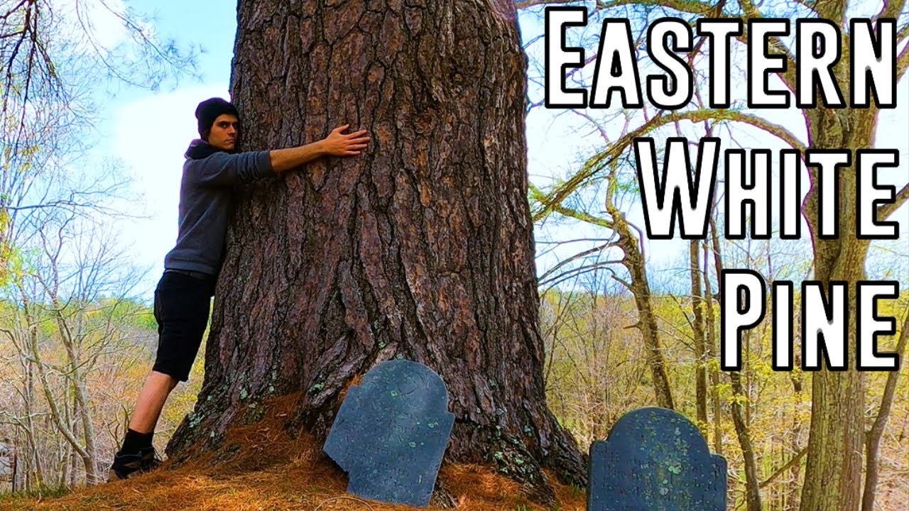 Hunting for the Biggest Eastern White Pine Trees in Massachusetts