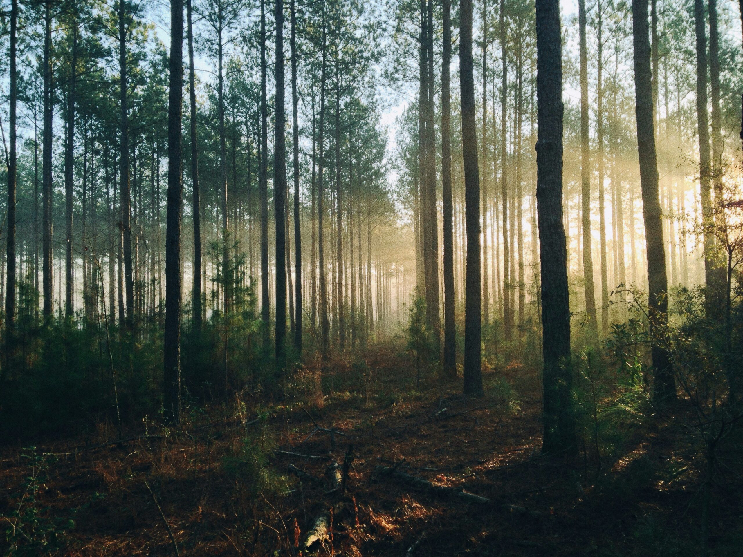 The role of wood in the circular economy.